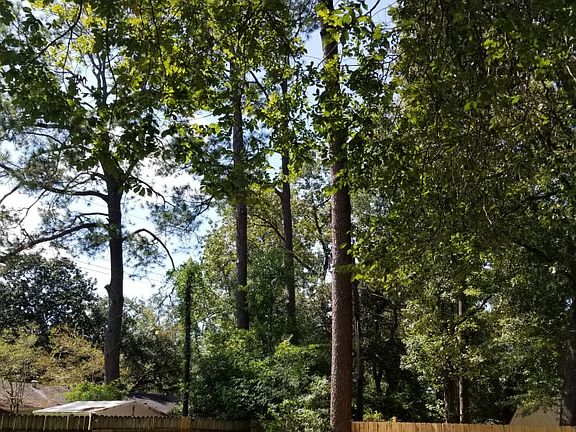 Back yard 1