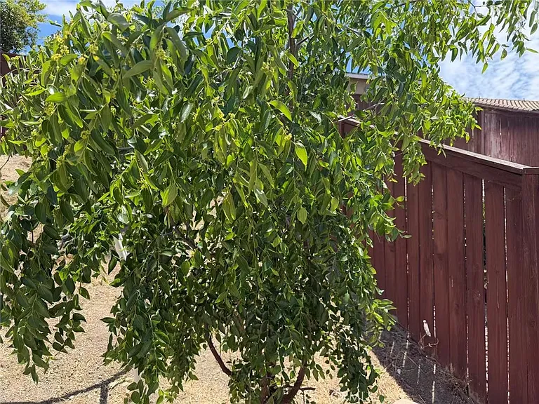 29535 Hyperion St — Photo 52