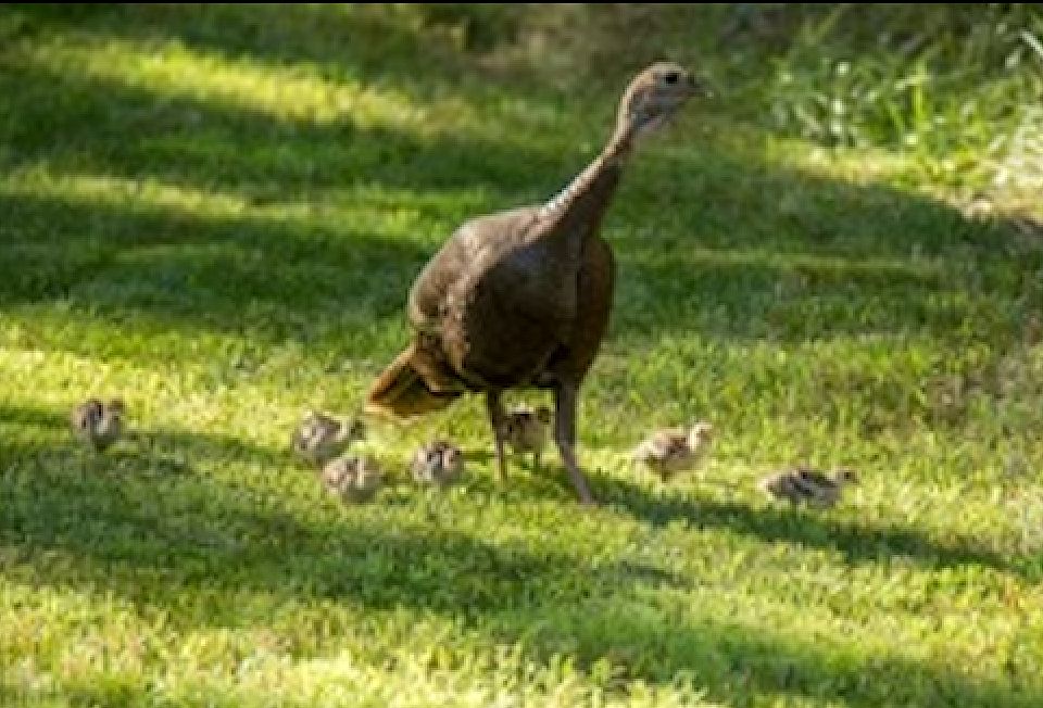 A Mother Hen Giving Her Chicks a Tour of the Property