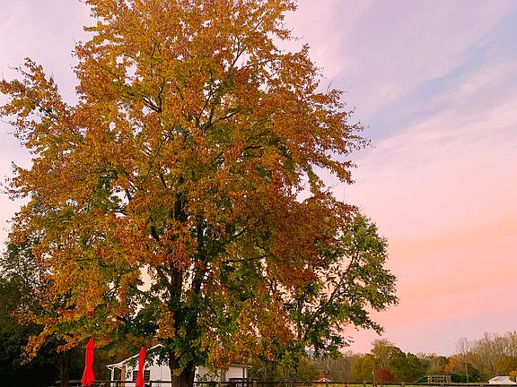 Beautiful in the Fall