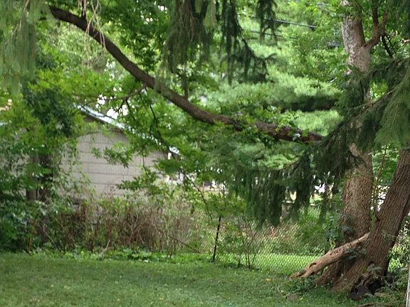 Great trees in backyard