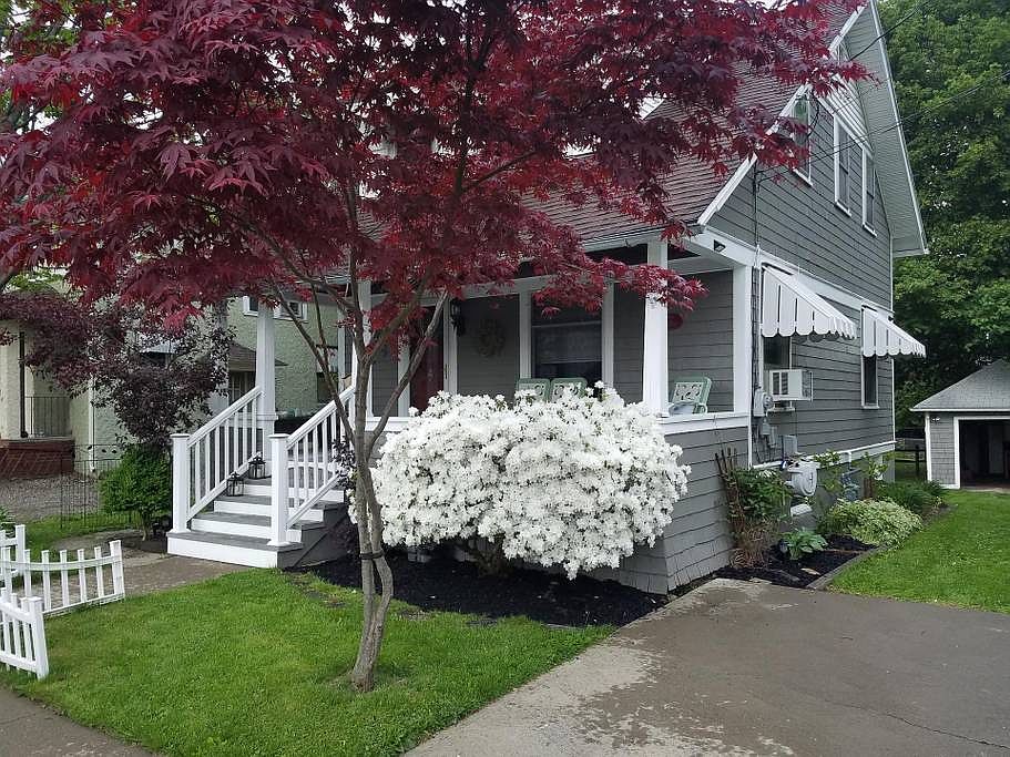 Mature Azelas are Stunning