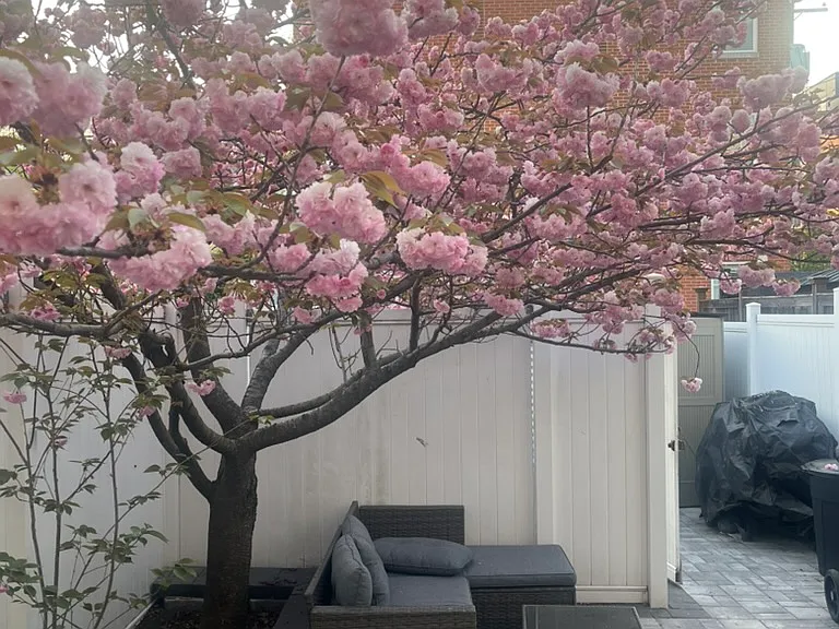 Kwanzan Cherry Tree in finished backyard!