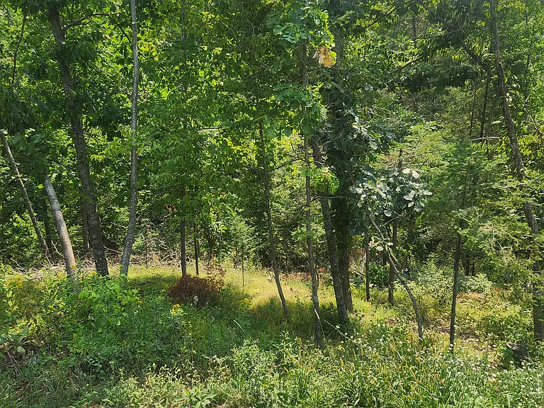 Back yard