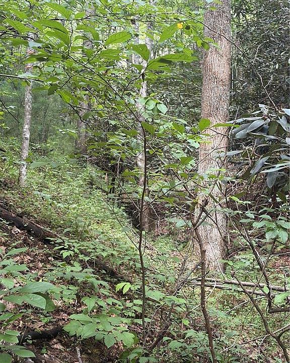 1st image of 16 Tbd Old Nc Hwy