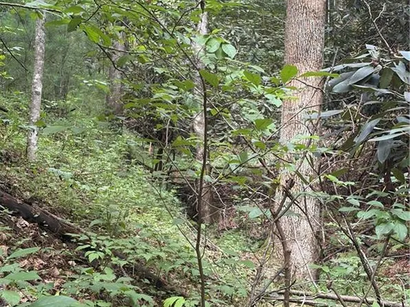 16 Tbd Old Nc Hwy, Millers Creek, NC 28651