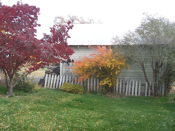 Back yard with dogwood tree