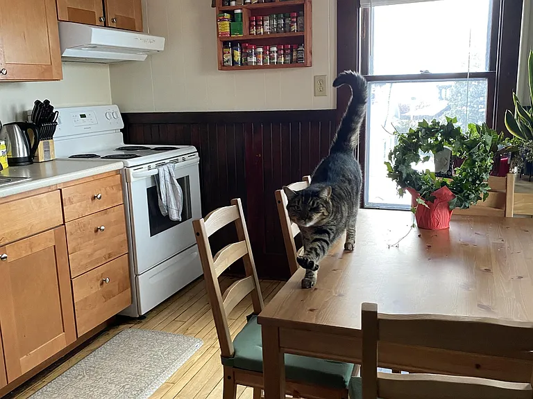 280 Maple St #3 — Photo 5