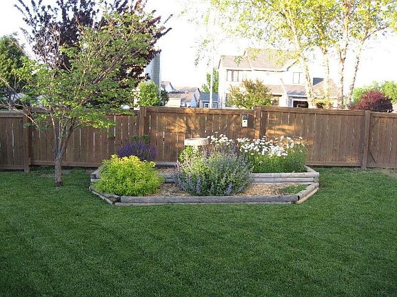 Back Yard 1