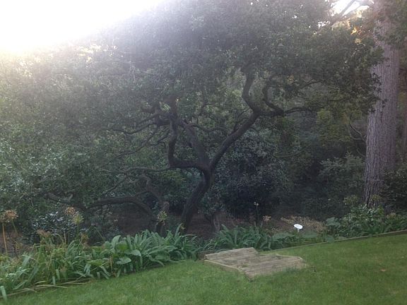 overlooking garden and oak tree