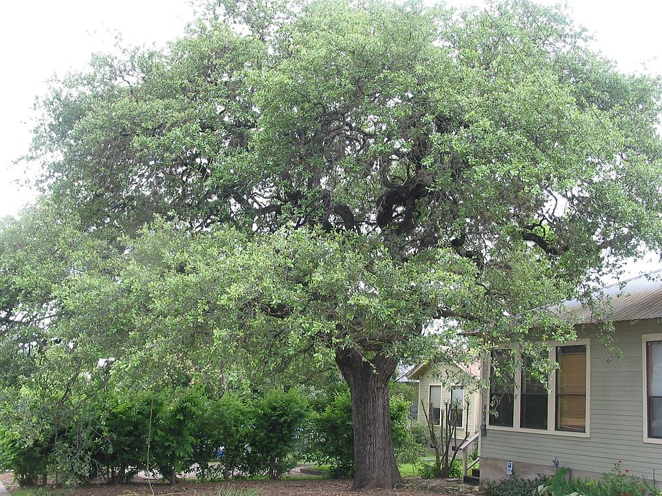 Oak Tree