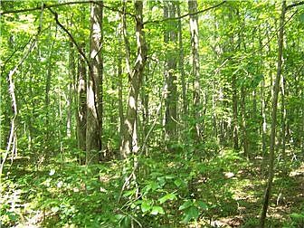 Woods offers privacy