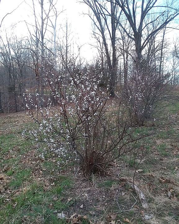 Nankin cherry bush.