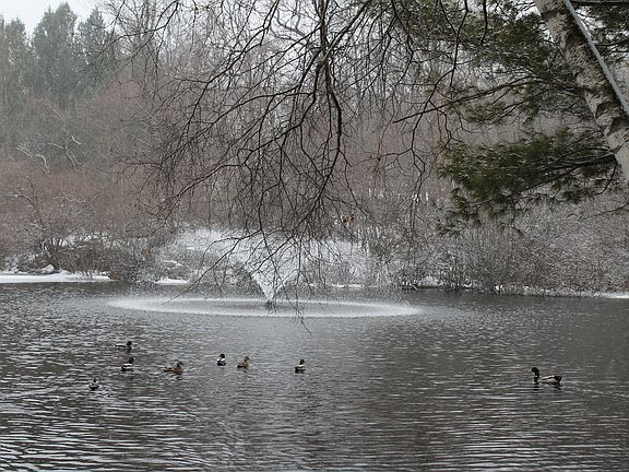 Pond View