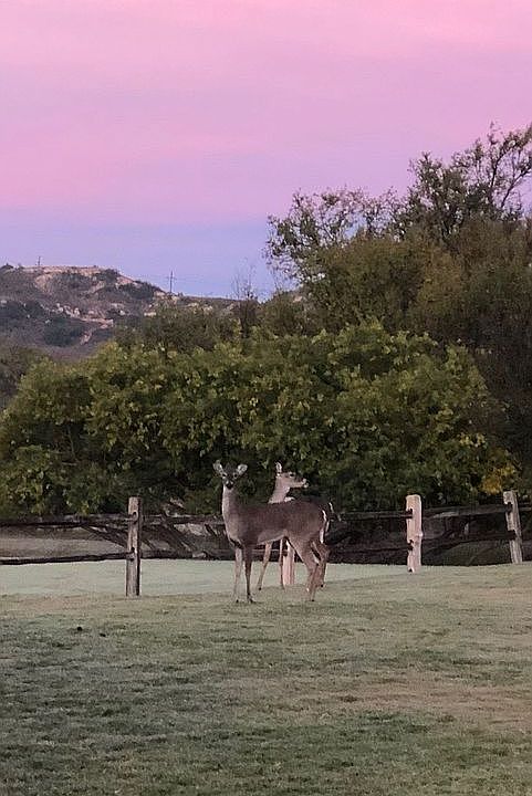 Neighbors in the Canyon
