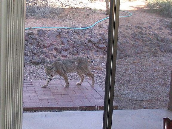 Bobcat out the dining room slider