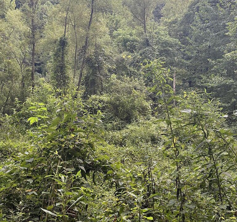 1st image of 0 White Oak Creek Rd