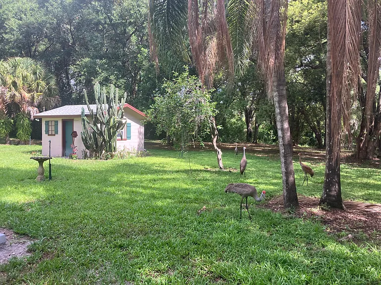 A family of sandhill cranes visits the yard