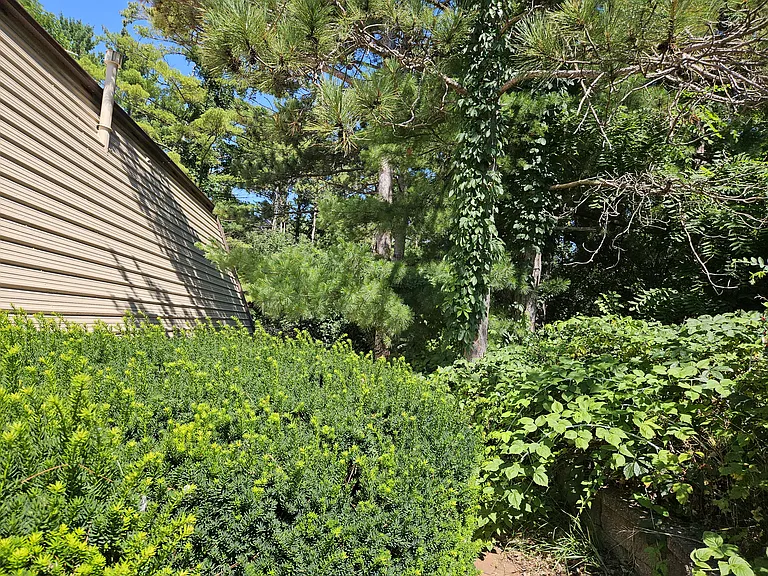Right Side Yard