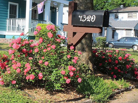 Mailbox Rose Bushes