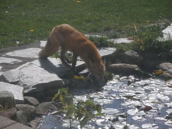 Fox at backyard pond
