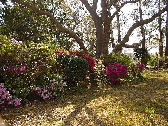 Lush. mature azaleas and oaks