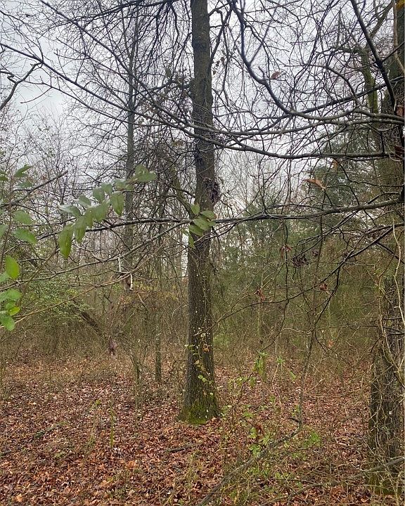 1st image of 10102 Big Pine Ln