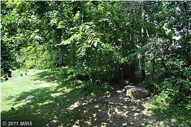 Wooded area, backyard