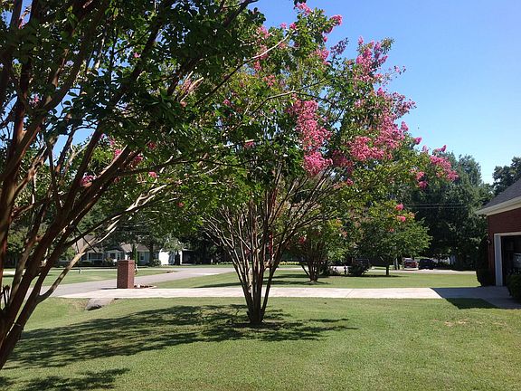 Side yard with crepe myrtles