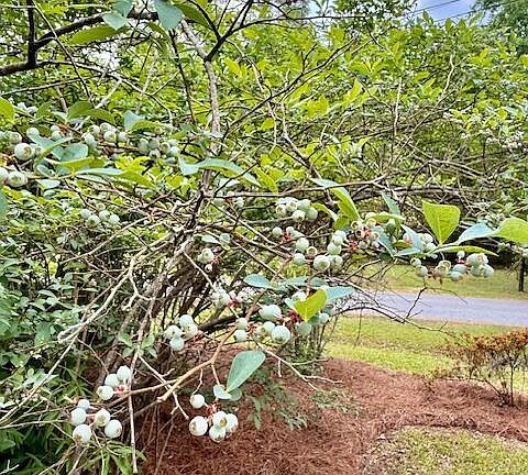 2nd image of 2986 Edbillellis Rd