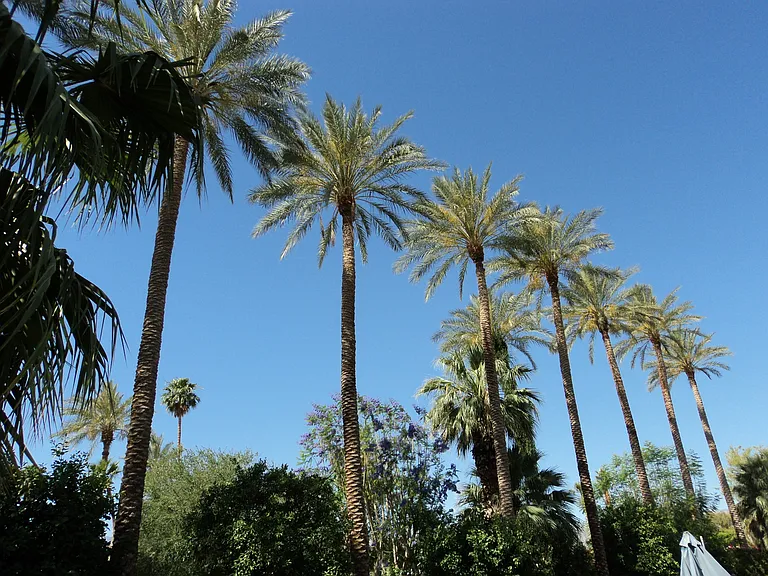 Twelve towering date palms