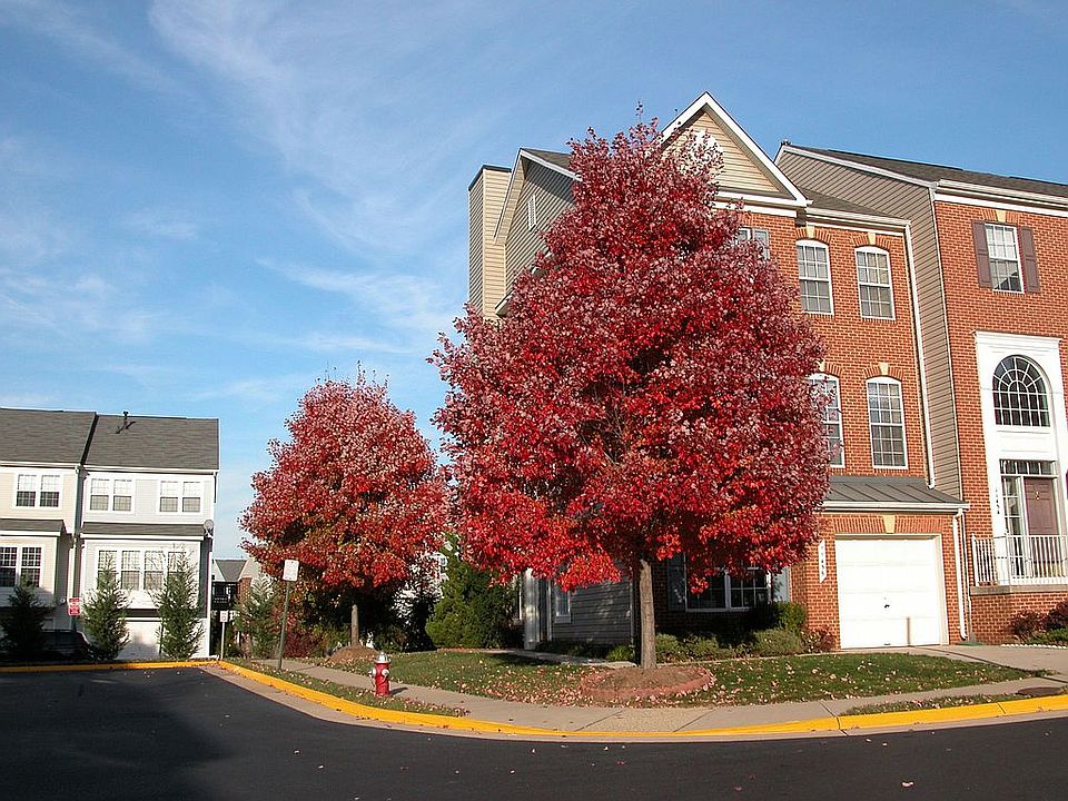 Red Maple Fall View