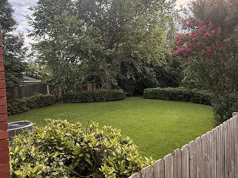 Back yard