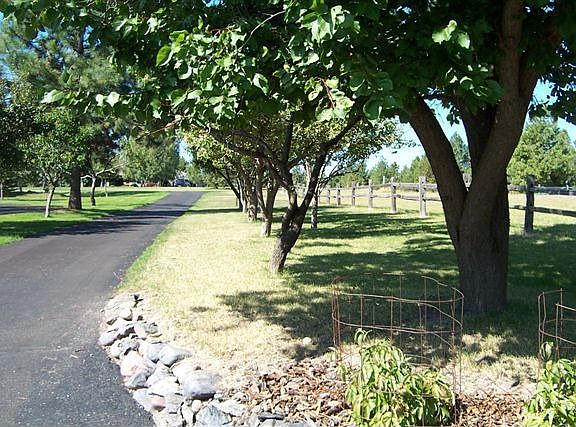 Fruit tress and orchard