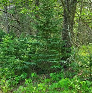 1927 E Seventeen Mile Rd, Bitely, MI, 49309