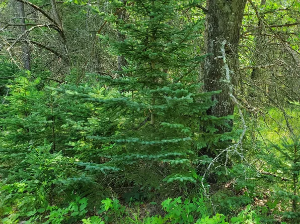 1927 E Seventeen Mile Rd, Bitely, MI 49309