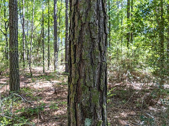 5th image of 165/ACRE S Harrison Rd