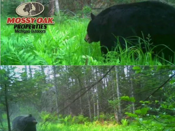 Emery Rd, Houghton Lake, MI 48629