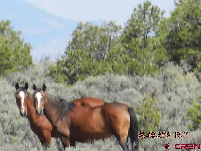 1st image of 1 Palehorse Dr