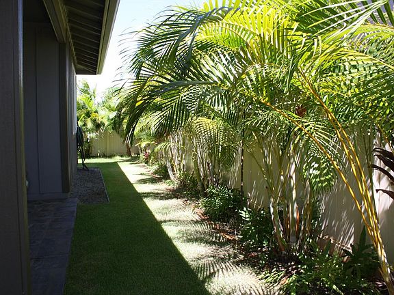 Areca Palms for privacy