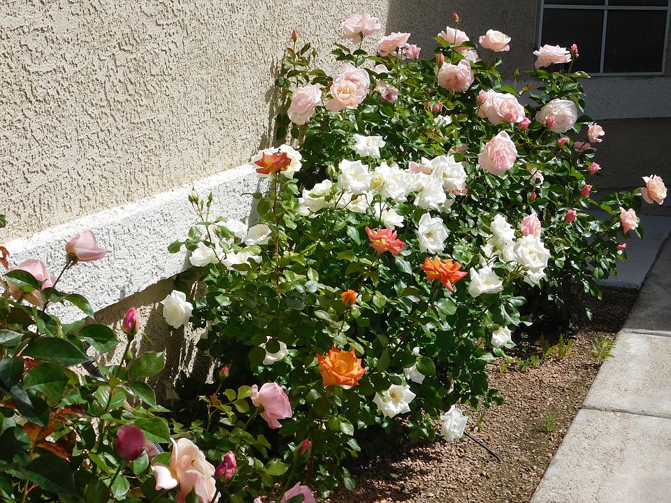 Rose Garden in Front