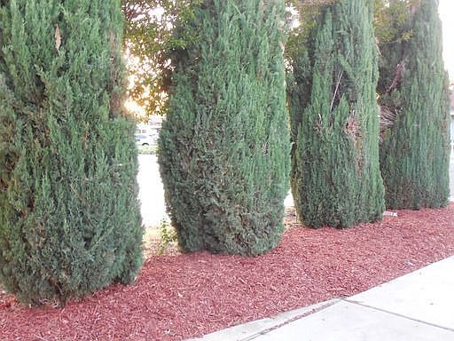 4th image of 40723 Acacia Ave