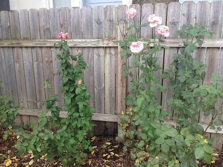Rose garden in backyard