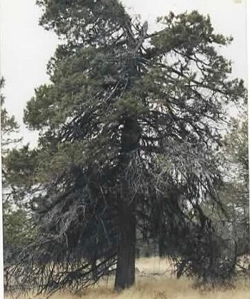 3rd image of Wildhorse Dr #6