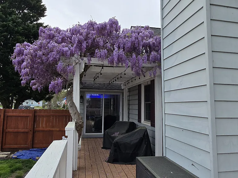 Wisteria Covered Pergola