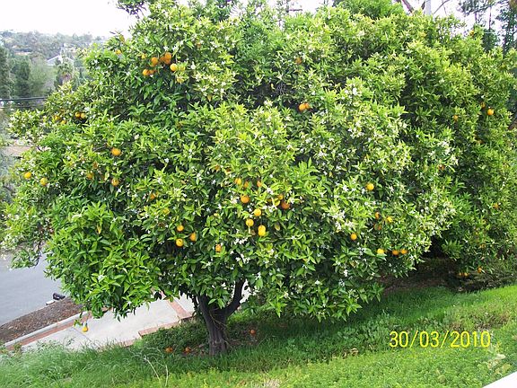 Orange trees
