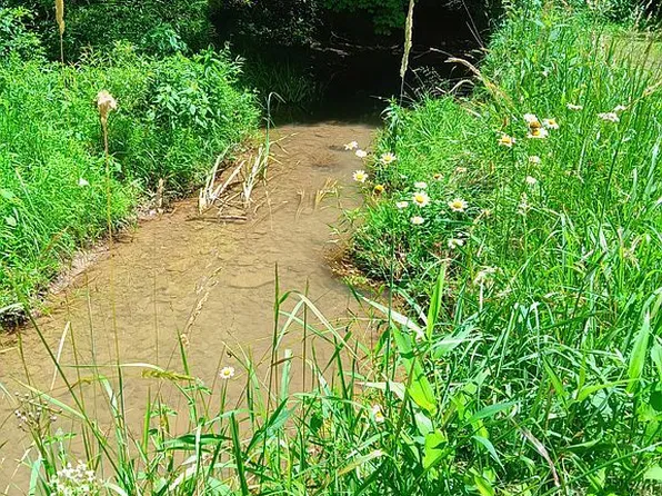 Jones Run Rd, Lumberport, WV 26386
