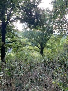 0 Cortner Hollow Rd, Shelbyville, TN, 37160