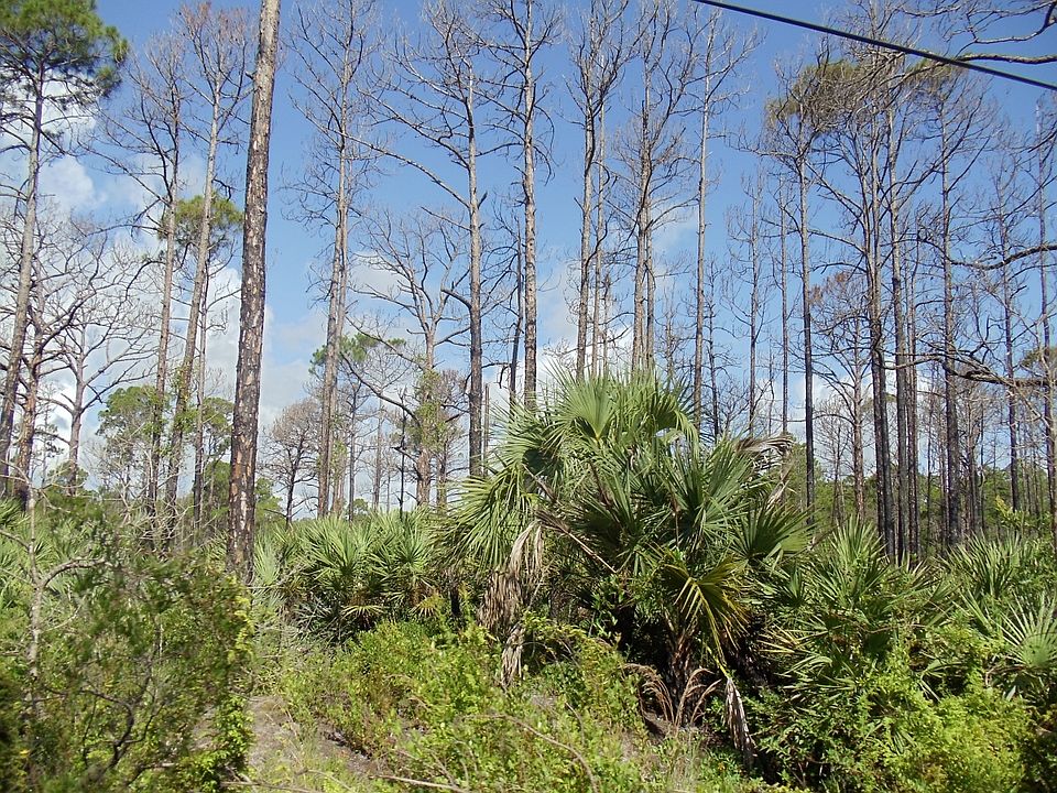 1st image of Bald Cypress Trl