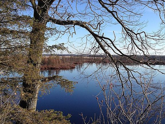 A favorite oak for Eagles.